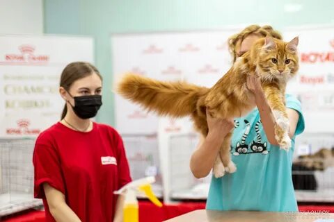 Выставка кошек казань