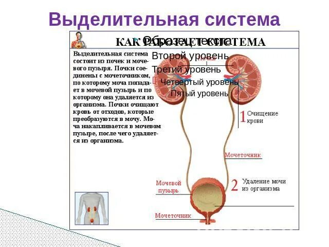 Выделительная система человека таблица. Органы выделительной системы таблица. Функции выделительной системы человека. Характеристика выделительной системы человека.