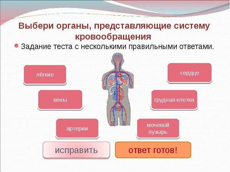 Какую систему представляет человек. Органы кровообращения. органы кровообращения человека 4 класс. системы органов человека задания. системы органов человека 4 класс.