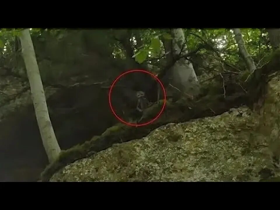 Дерган лесное существо реальные фото