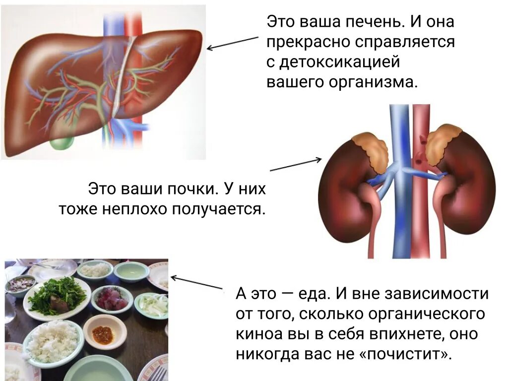 Почему печень жесткая. Печень выводит токсины. Детокс печени. Детокс печени схема. Фазы детокса печени.