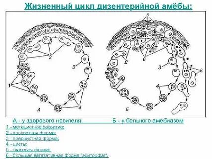 Стадии развития амебы