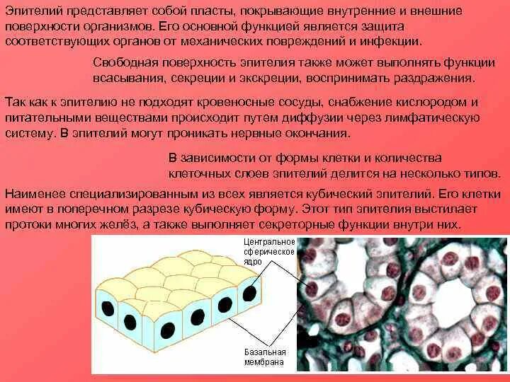 Какие функции выполняет эпителий. Кубический эпителий выстилает. Кубический эпителий в молочной железе. Однослойный кубический эпителий выстилает. Кубический эпителий функции.