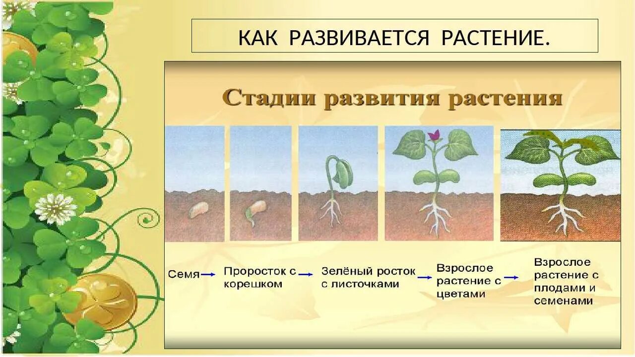 Стадии роста растений. Этапы роста и развития растений. Этапы развития растения из семени. Размножение и развитие растений 3 класс.