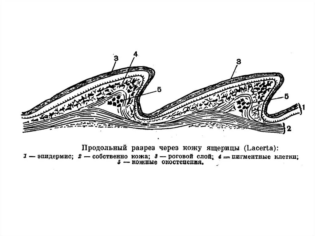 Кожный Покров пресмыкающихся. Пресмыкающиеся кожа строение. Продольный разрез кожи ящерицы. Продольный разрез через кожу ящерицы.