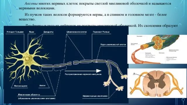 Импульс мозг аксон. Нервная система аксоны и дендриты. Миелиновая оболочка спинного мозга. Дендрит Аксон миелиновая оболочка. Строение аксона нервной клетки.