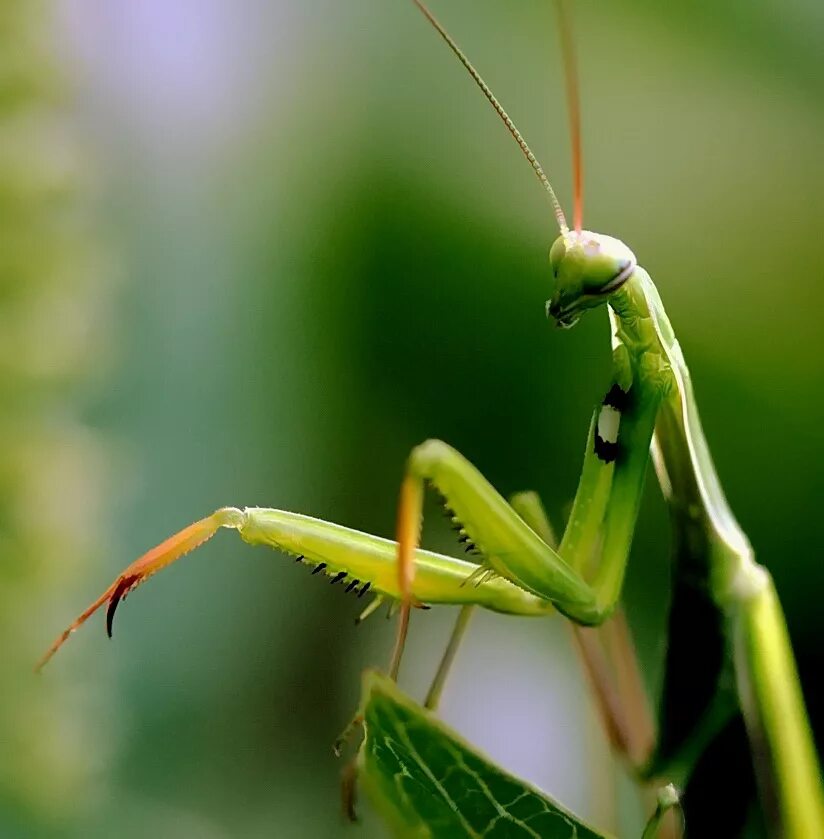 Ischnomantis Gigas богомол. Mantidae. Sphodromantis viridis. Породы Богомолов Гетерохета Восточная. Настоящих богомолов