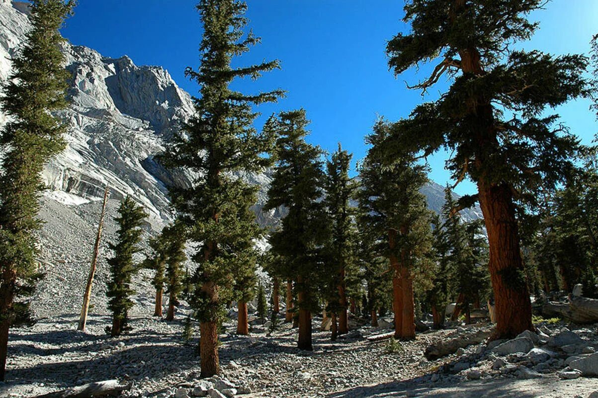 Северное хвойное. Сосна Бальфура Северная Америка. Pinus balfouriana. Сосна Бальфура Южная Америка. Сосна Бальфура эндемик Южной Америки.