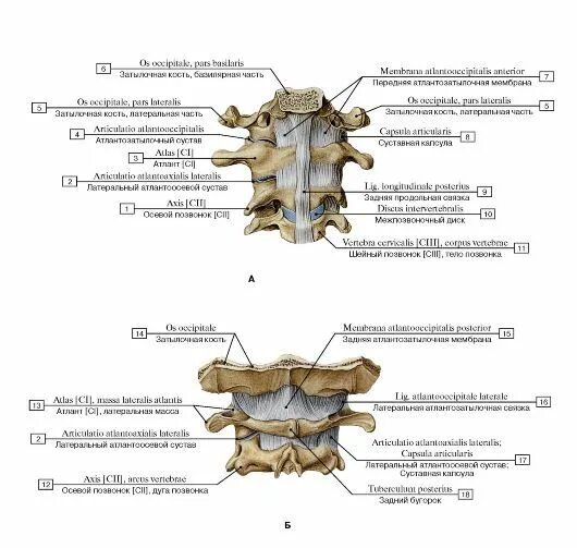 Атланто затылочный сустав анатомия. Латеральный атлантоосевой сустав движения. Связочный аппарат атланто осевого сустава. Крыловидные связки атланто-осевого сустава.