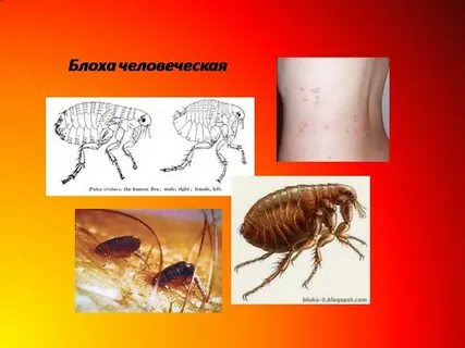 Значение блох