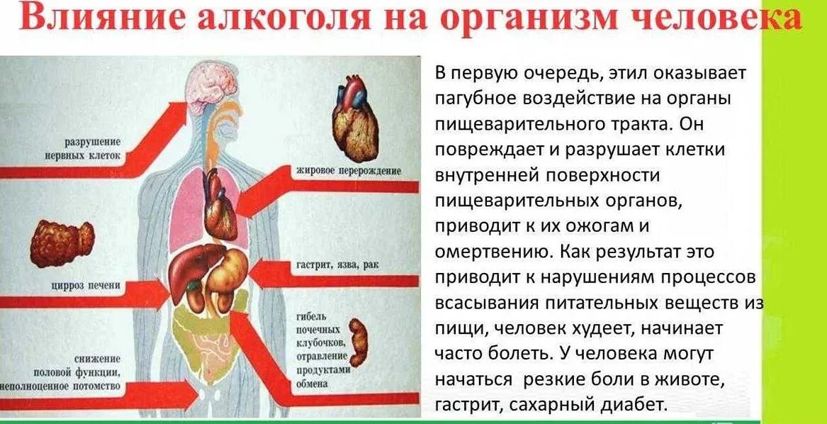 Какое влияние оказывает алкоголь на организм человека.