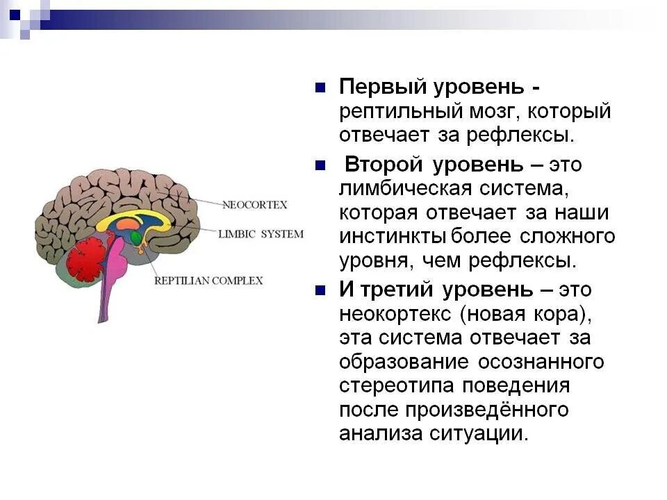 Возраст мозга 2. Строение головного мозга + неокортекс. Лимбический мозг и неокортекс. Неокортекс лимбическая система и рептильный мозг. Структура мозга человека 3 уровня.