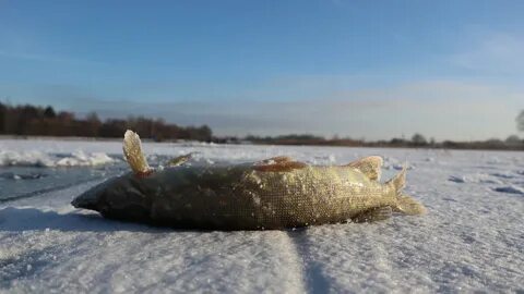 Как ловить щуку зимой в декабре? 