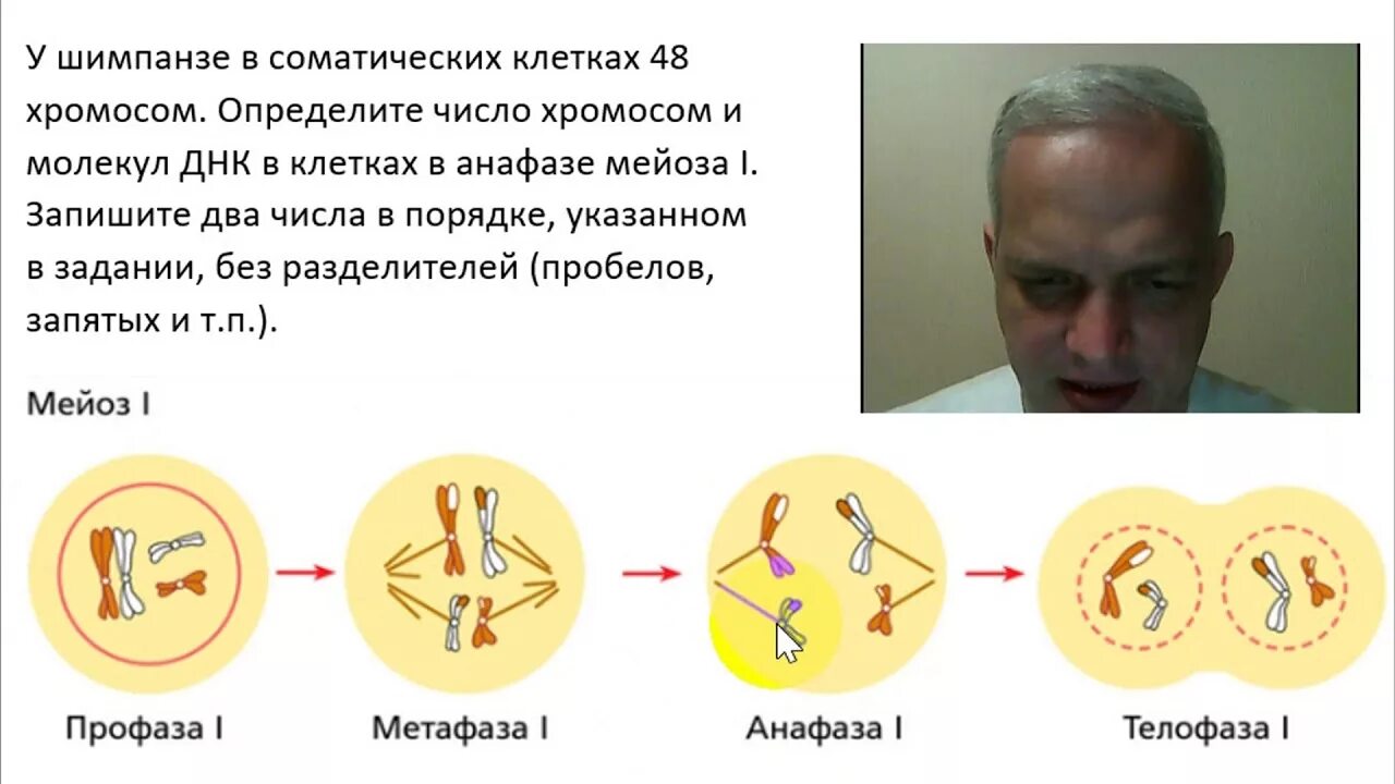 Определите число хромосом в клетках шимпанзе. Число соматических клеток в мейозе. У шимпанзе 48 хромосом в соматических клетках. Анафаза 1 хромосомный набор. Число хромосом и молекул ДНК.