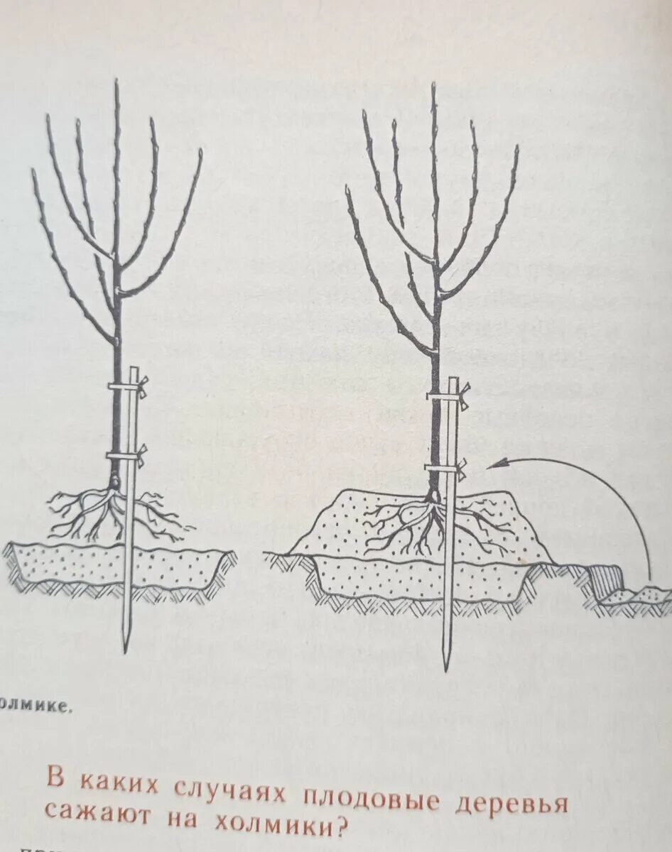 Схема посадки саженца яблони. Посадка саженцев плодовых деревьев весной груши. Посадка саженцев плодовых деревьев осенью. Правильная посадка саженцев груши весной. Когда высаживать саженцы плодовых деревьев