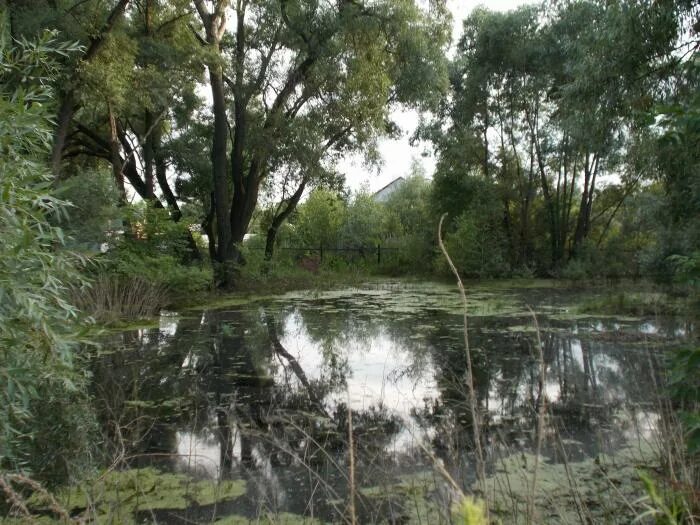 Болотная 2 иваново. Болото Уфа. Полесье болото Уфа. Болото в виде парка в Цивильске. Чурнинские болота в Уфимском районе.