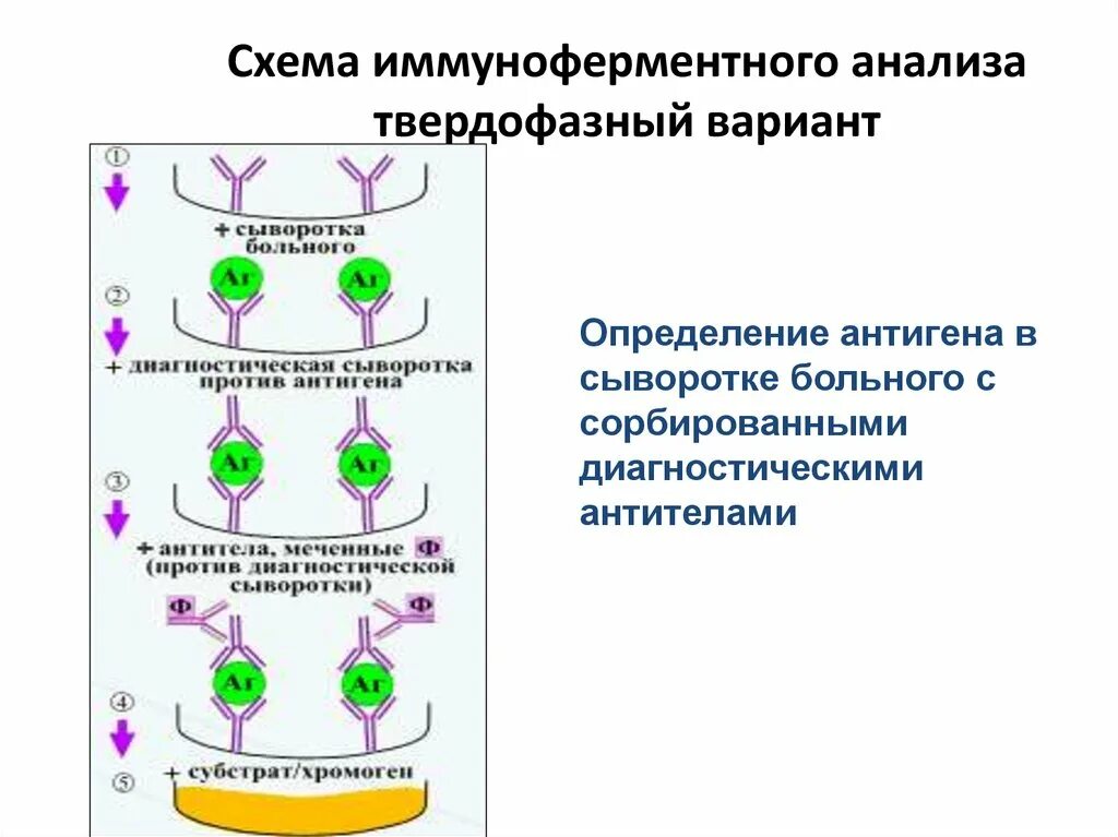 Тест метод ифа. Непрямой метод иммуноферментного анализа схема. Иммуноферментный анализ принцип метода. Принцип сэндвича в ИФА. Гетерогенный ИФА схема.