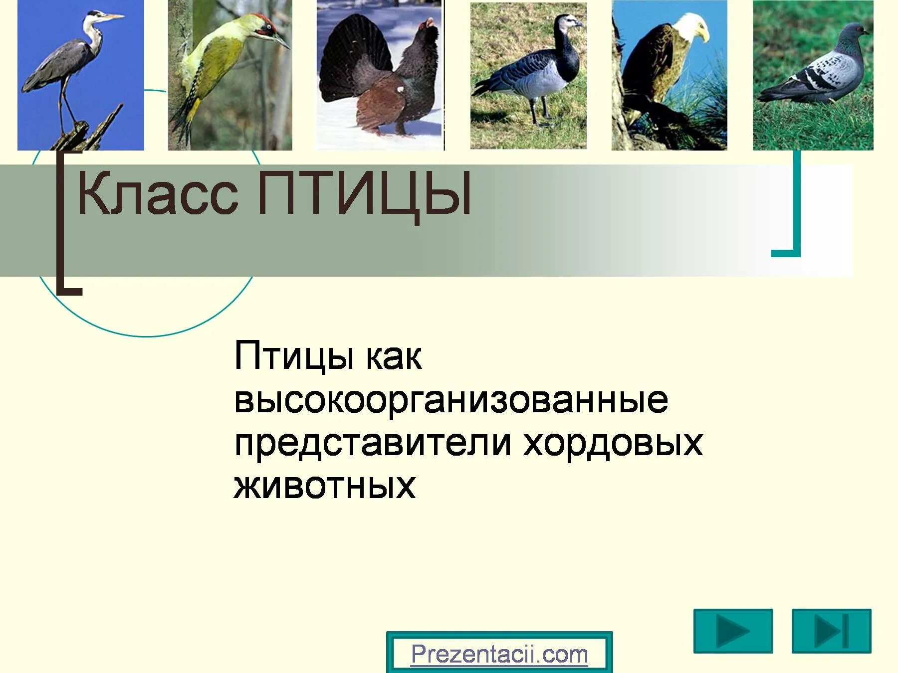 Сколько классов птиц. Класс птицы. Класс птицы представители. Класс птицы презентация. Класс птицы представители класса.