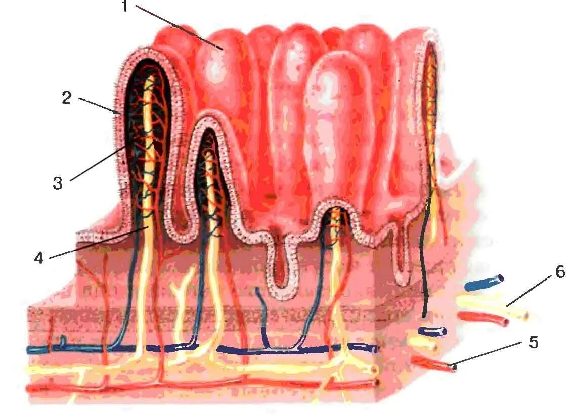 Строение кишечных ворсинок рис 77. Строение кишечных ворсинок рис 131. Строение кишечных ворсинок рис 98. Кишечная Ворсинка биология 8 класс. Проникать в слизистую оболочку
