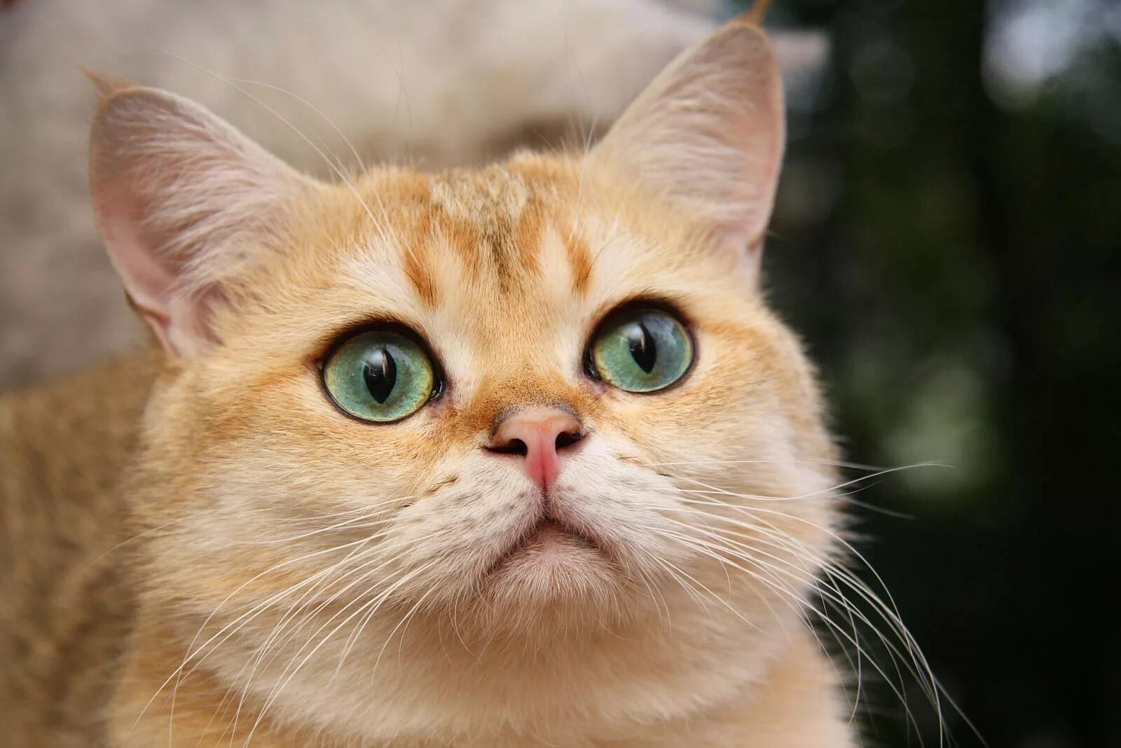 Кошачий кот. Красивые кошки. красивый кот. картинки котов. кошки фото красивые.