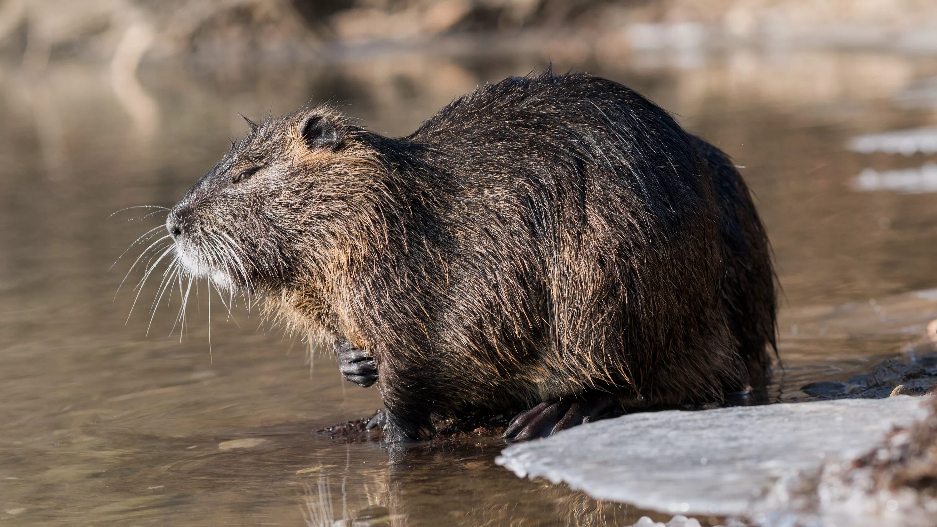 Известно что ондатра полуводное млекопитающее. Myocastor coypus нутрия. Нутрия болотный Бобр. Водяная крыса нутрия. Нутрия ондатра Бобр.