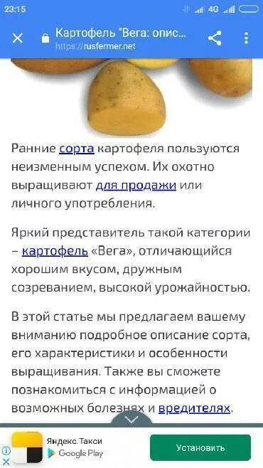Картофель Азарт