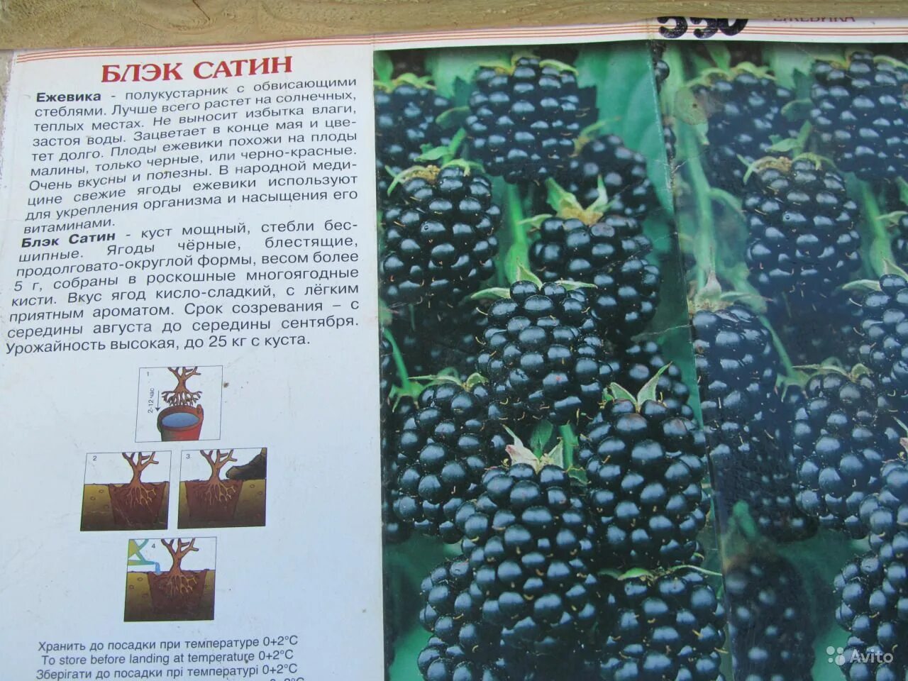 Ежевика описание eCookie.ru