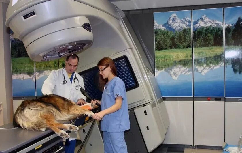 Лучевая терапия животных. Радиотерапия опухолей у животных.