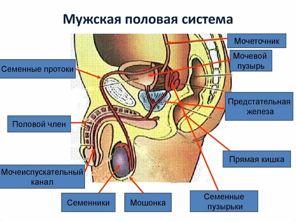 Мужская половая презентация. Мужская половая система анатомия. Биология 8 класс анатомия человека половые органы. Мужская половая система биология 8 класс. Мужские половые органы биология 8 класс.