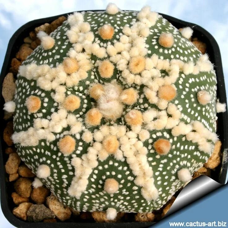 Astrophytum asterias. Астрофитум астериас ханазоно. астрофитум ooibo. astrophytum cv.hanazono.