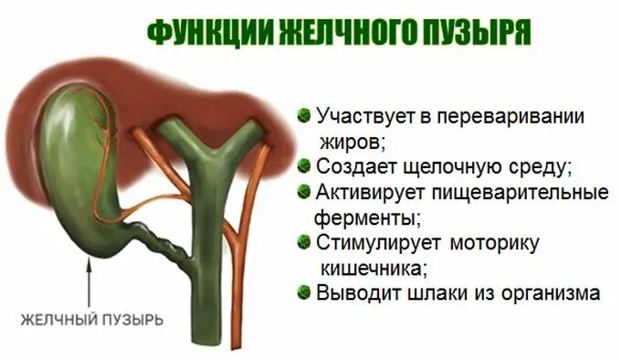 Желчный пузырь норма у мужчин. Функции желчного пузыря в организме человека. Функции желчного пузыря у человека. Желудочный пузырь функции. Какую функцию выполняет желчный пузырь.