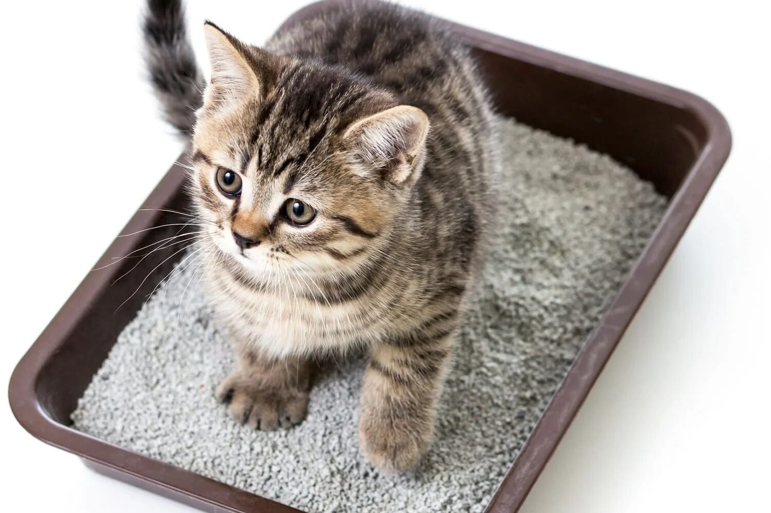 Как приучить котенка к туалету в лоток. Кошачий лоток. лоток для котят маленький. кошачий лоток с наполнителем. наполнитель для лотка.
