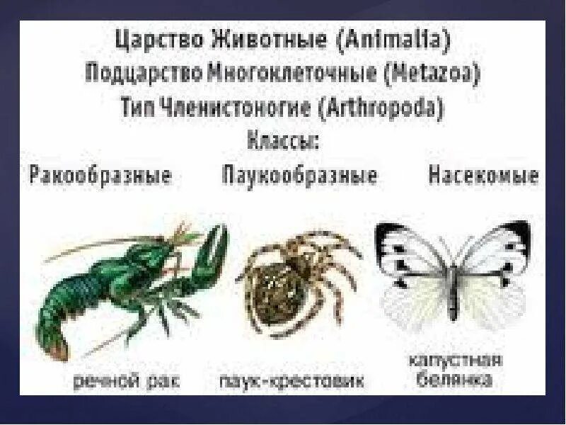 Классификация типа членистоногие. Царство животные Тип Членистоногие. Классификация членистоногих. Царство животные Подцарство многоклеточные. Тип Членистоногие класс паукообразные.