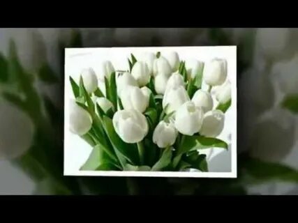 Ах эти розы белые тюльпаны