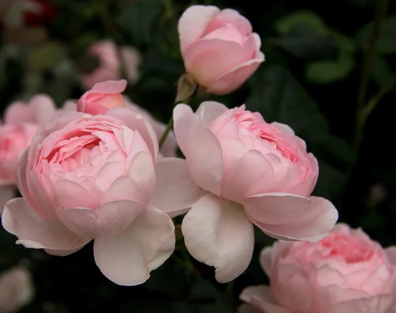 Нахема роза фото и описание Rose Nahema