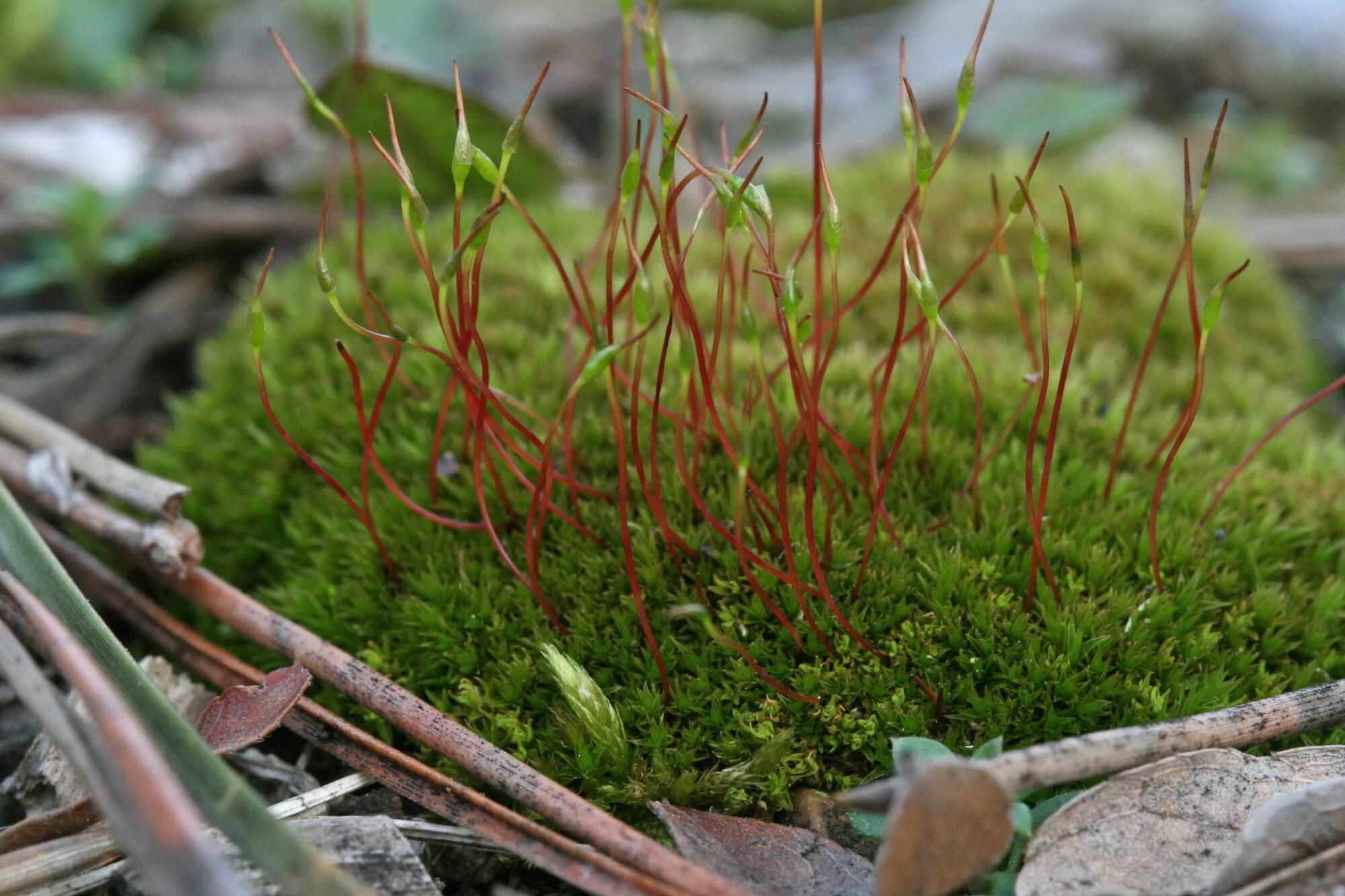 Спорофит листостебельных мхов. Мох Ceratodon purpureus. Фунария мох. Цератодон пурпурный. Бриевые мхи.