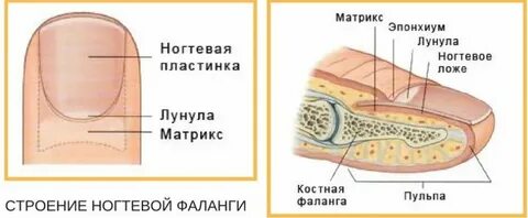 Ноготь растет в кожу