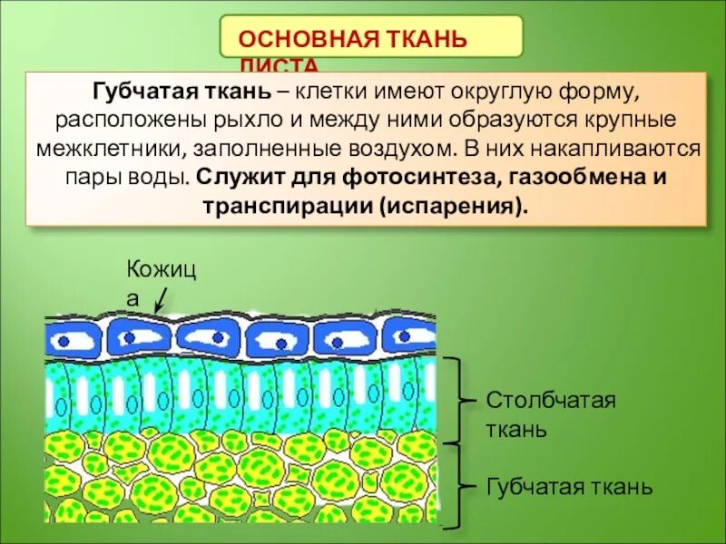 Мякоть строение