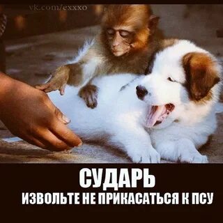 Не трогай собаку 16 глава