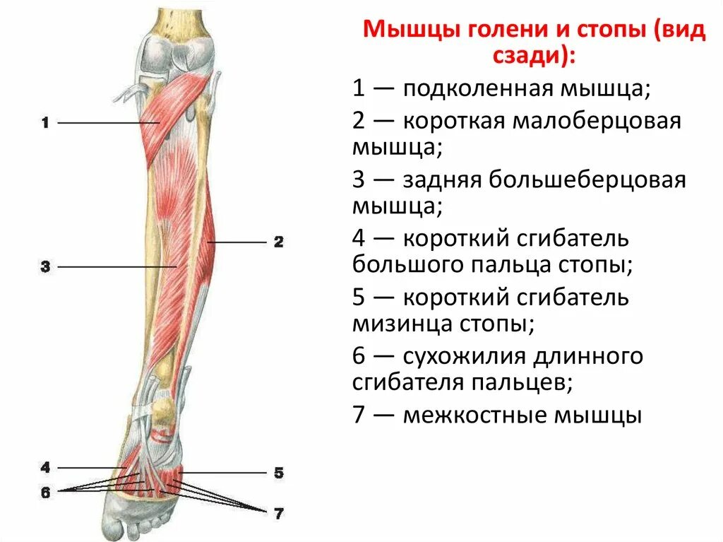 Почему болит кость ноги спереди. Медиальная группа мышц голени анатомия. Мышцы голени передняя группа мышц. Мышцы и сухожилия задней поверхности голени. Мышцы голени анатомия человека.