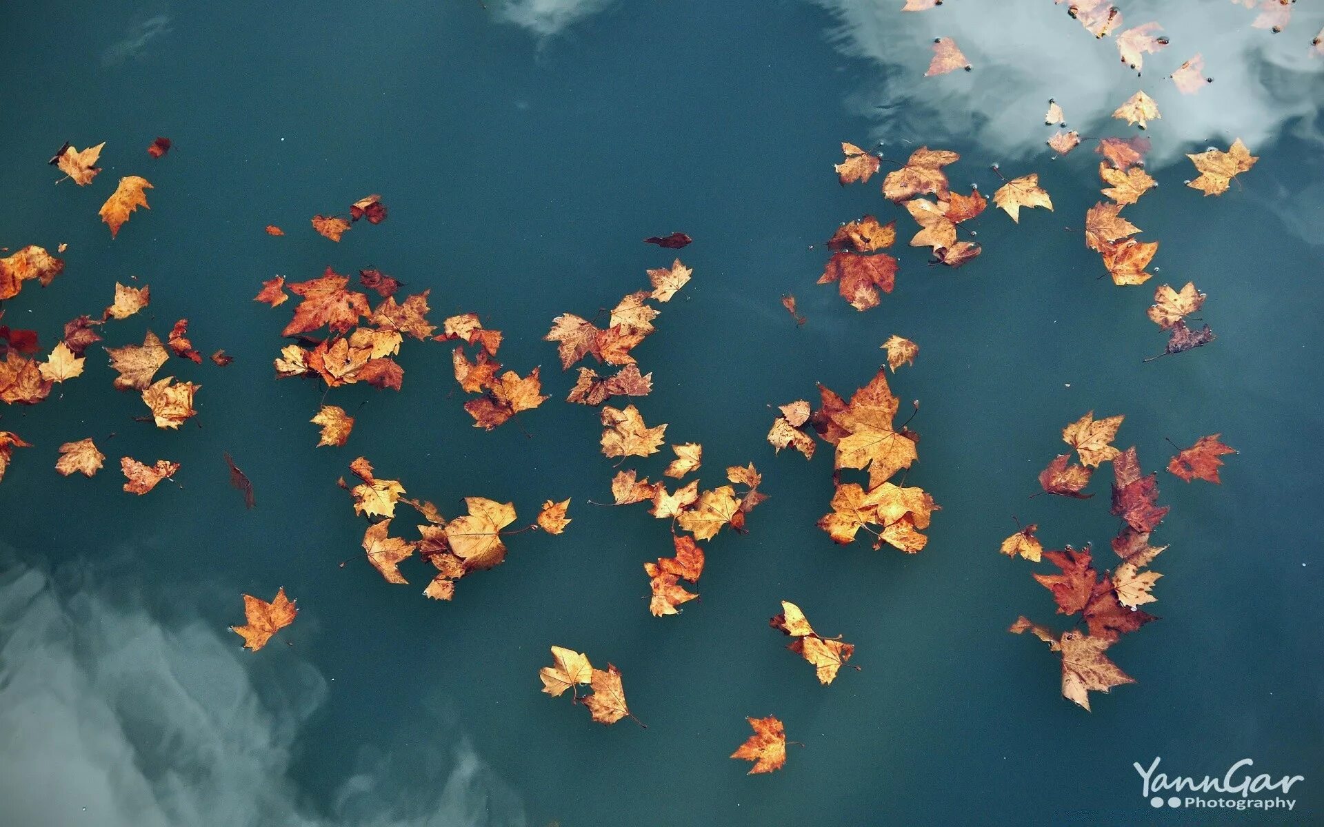Живые обои падающий. Листья падают на воду. Падающие листья. Листья в воздухе. Осенние листья падающие на воду.