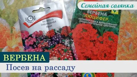 Вербена посев семян на рассаду