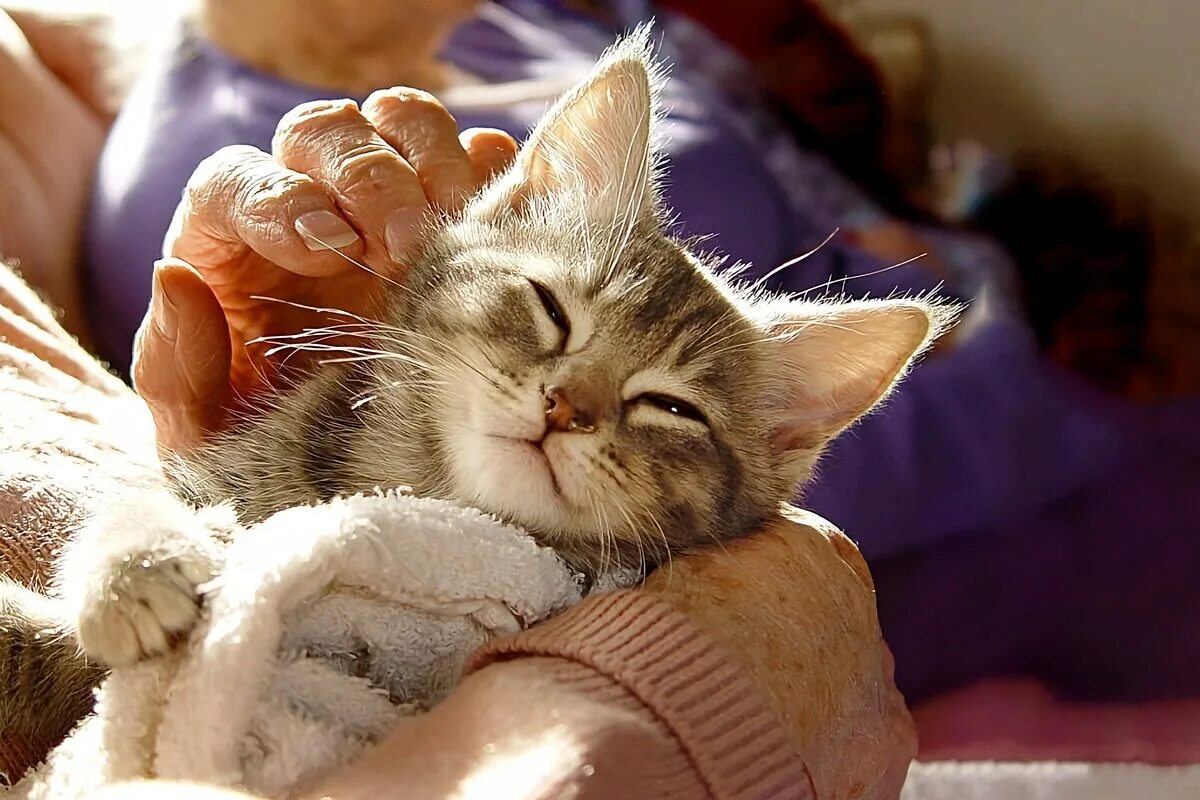 Довольно мурлыкает кошка. Кот мурчит. кошка мурлычет. котика гладят. кошечка мурлыкает.