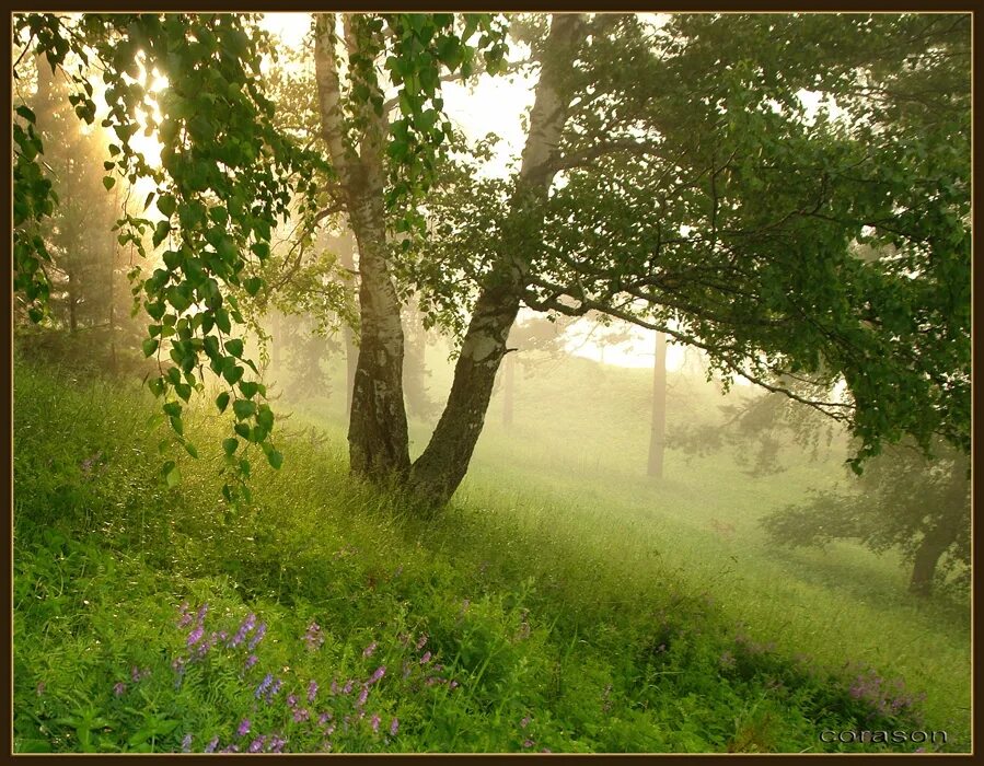 Летнее утро береза. Июнь утро лес. Лето туман Полянка утро. Утро лето Поляна.