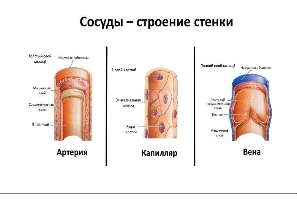 Строение стенки сосудов анатомия. Схема строения стенки артерий вен капилляров. Строение стенки сосуда капилляры. Строение стенки сосуда артерии. Виды кровеносных сосудов строение