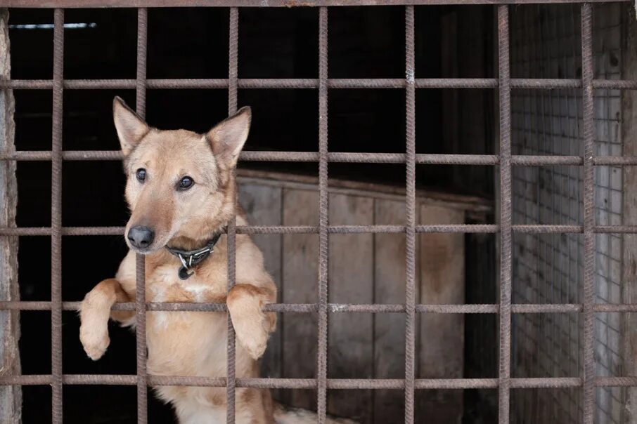 Приют для собак на соликамской 271. Пермский приют животных. Приют для животных абакан. Пермский приют животных. Закамск приют для собак.