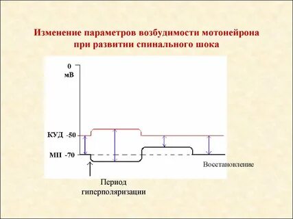 Спинальный шок физиология