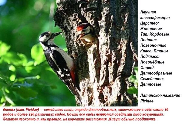 Какие птицы ищут корм под корой деревьев. Какие птицы ищут корм под корой деревьев