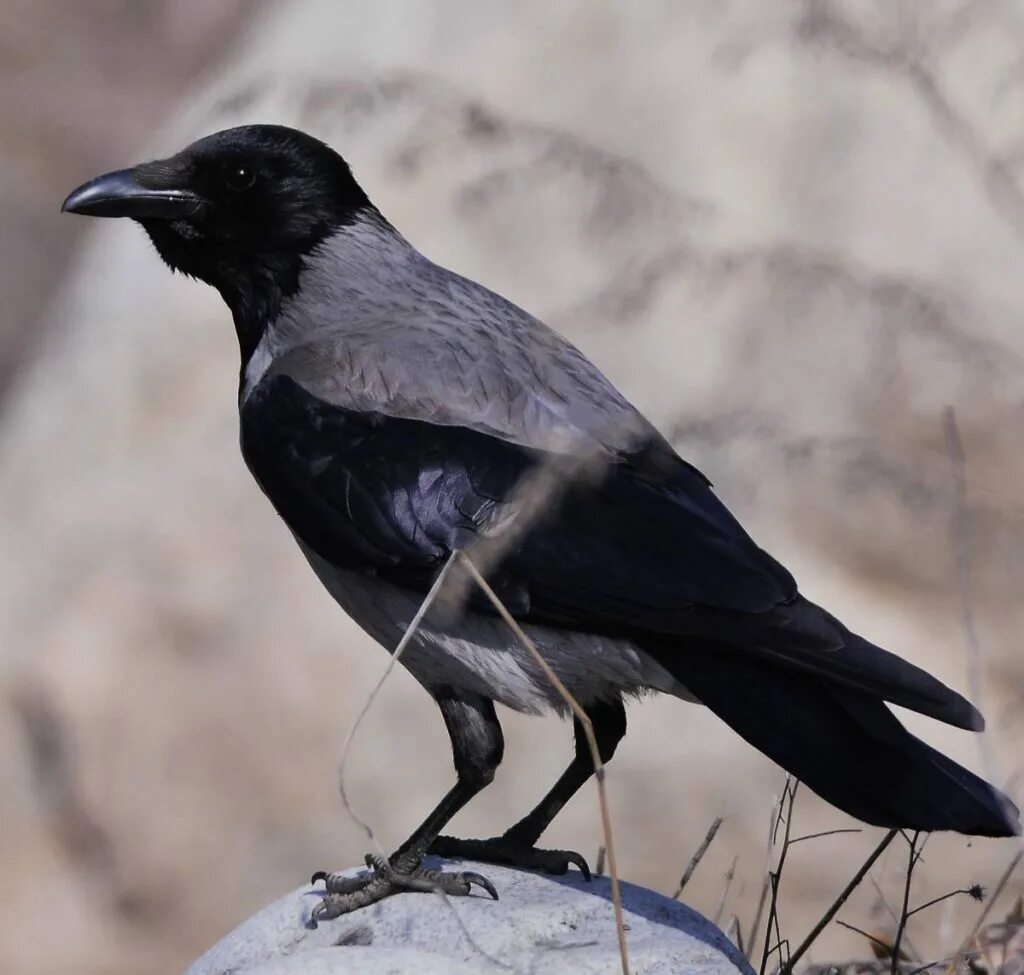 Корвус Корникс. Corvus cornix птица. Серая ворона птица. Серая ворона самец.