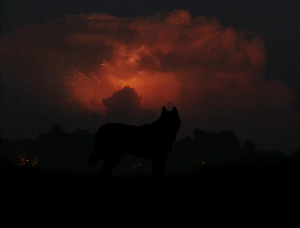 Гроза волков. Волк в темноте. Глаза волка в темноте светятся. Волчьи глаза в темноте. Глаза волка в темноте.